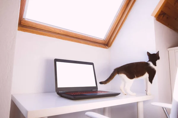 Work from home concept. Workspace white desk with laptop and cute cat. Computer blank screen for mockup design