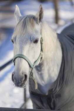 Kışın güneşli bir günde beyaz at kafasının yakınlaşması