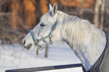 Kışın güneşli bir günde beyaz at kafasının yakınlaşması