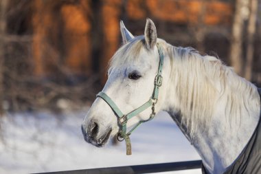 Kışın güneşli bir günde beyaz at kafasının yakınlaşması