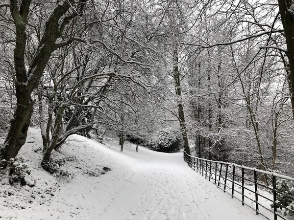 Зимовий Сніг Падає Дерева Парку — стокове фото