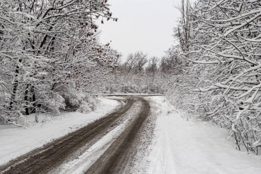 Ormanda yuvarlanan kış yolu