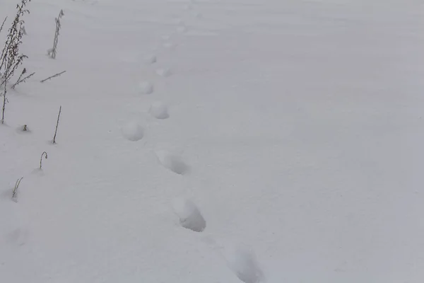 Сліди Снігу Залишені Лисицею — стокове фото