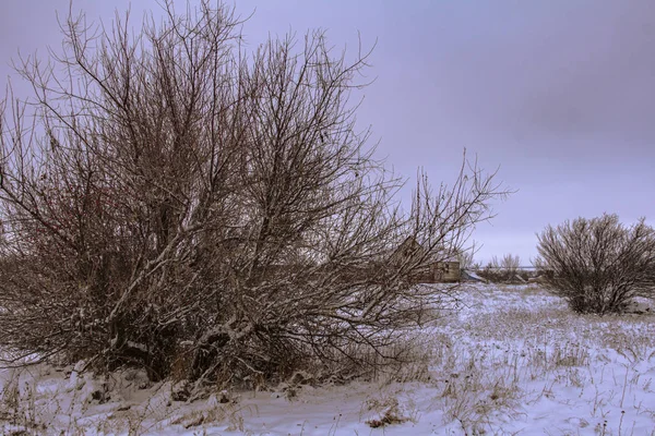 冬日里 在白雪中 在蓝天的映衬下 裸露着树木 — 图库照片