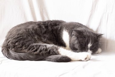 İskoç sarkık kulaklı, kısa saçlı kedi tatlı tatlı uyuyor, beyaz bir çarşafın üzerinde bir top..