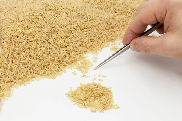 Pile Rice Lies White Table Specialist Holds Pair Tweezers His — Stock Photo, Image