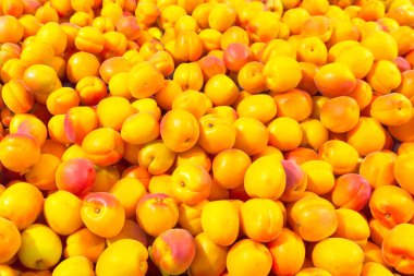 Bir sürü parlak, sulu kayısı. Marketteki raflarda olgun meyveler var. Yazın başlangıcı kavramı, vejetaryen olmanın mutluluğu, yararlı doğal vitaminler..