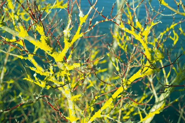 Tree Branch Trunk Water Blooms Yellow — Stock Photo, Image