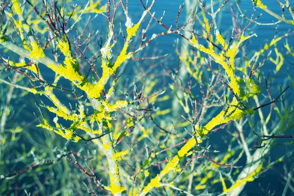 Tree Branch Trunk Water Blooms Yellow — Stock Photo, Image
