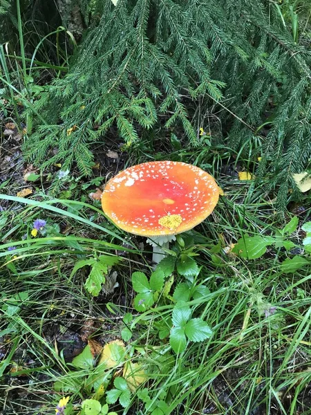 Mouche Rouge Agarique Dans Forêt — Photo