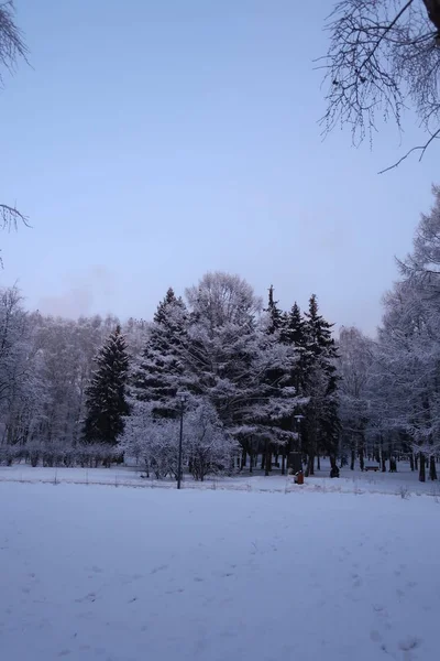 Parktaki karlı köknar ağaçları