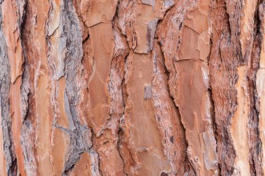 Kahverengi ağaç kabuğu. Doğal bir arkaplan olarak kullanmak için ideal, tex