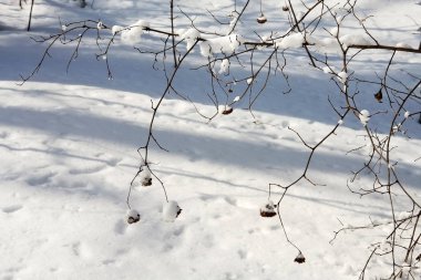 Yaprak döken ağaç dalı karla ve buzla kaplı..