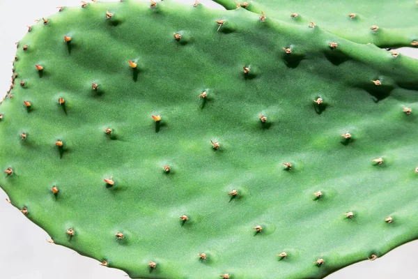 Opuntia kaktusowa — Zdjęcie stockowe