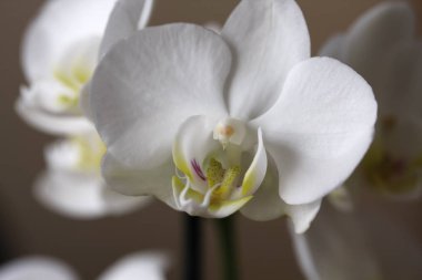 Beyaz Orkide çiçek 