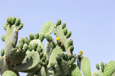 Opuntia kaktüsü. 