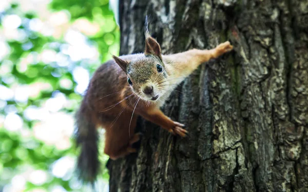 Portrait of a curious squirrel — Stock Photo, Image