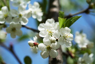 Bahar. Kiraz çiçekleri.