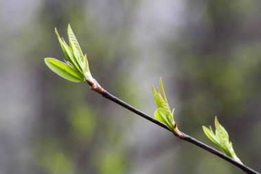 İlkbaharda filizdeki yeni yapraklar 