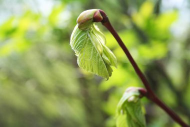 İlkbaharda filizdeki yeni yapraklar 