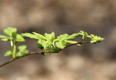 İlkbaharda filizdeki yeni yapraklar, yakın plan.