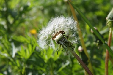 Karahindiba çiçek yeşil çim zemin üzerine