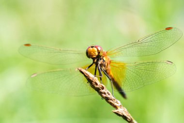 Güneşli yaz gününde çimlerin üzerinde oturan yusufçuk..
