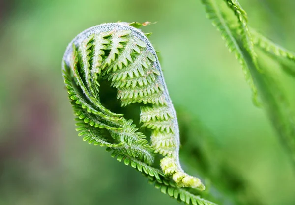 Листья Папоротника Зеленом Фоне Лат Полиподиофиты — стоковое фото