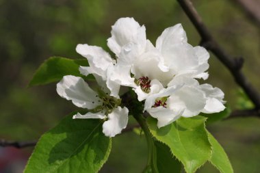 Bahar elma ağacının beyaz çiçekleri. Bahar çiçekleri.