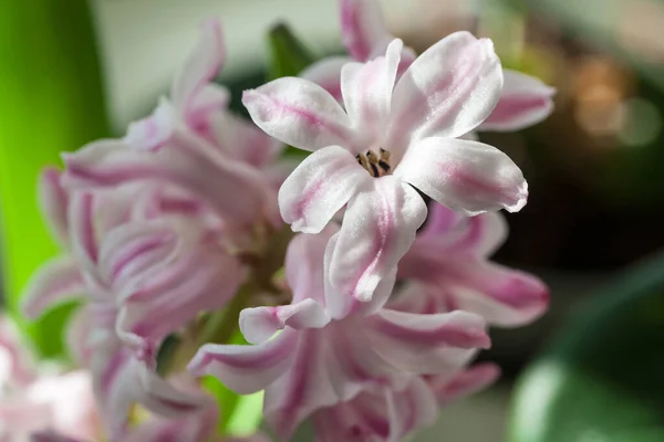 Beyaz Pembe Sümbül Lat Hyacinthus Orientalis Yakın Plan Seçici Odak — Stok fotoğraf