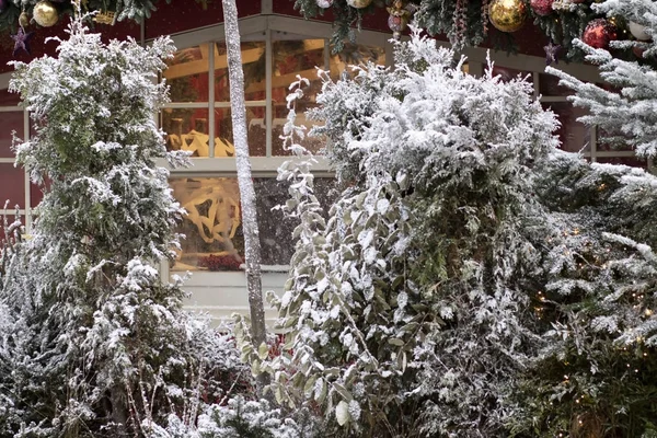 Kış mevsiminin arka planındaki Noel ağacına akın ediyorlar.