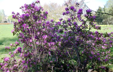 Yeşil çayır arka planında mor çiçekli çalılar