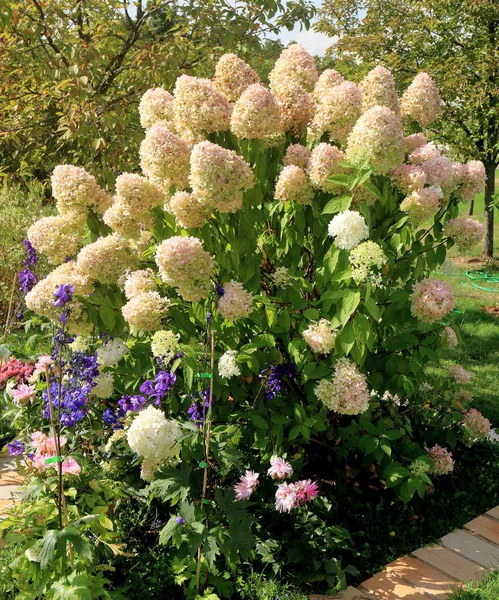 Ağaçların arka planında lüks ortancalar çalılığı