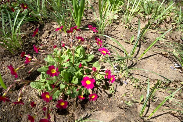  Bahçemizde kırmızı çiçekli bitkiler