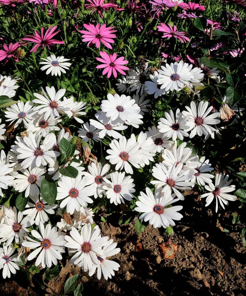 Margaridas Brancas Rosa Canteiro Flores Para Fundo — Fotografia de Stock