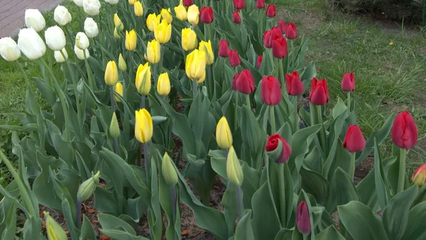 Çiçek tarhında beyaz, sarı, kırmızı laleler