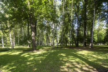 Ostankino parkının arkasındaki büyüleyici orman.