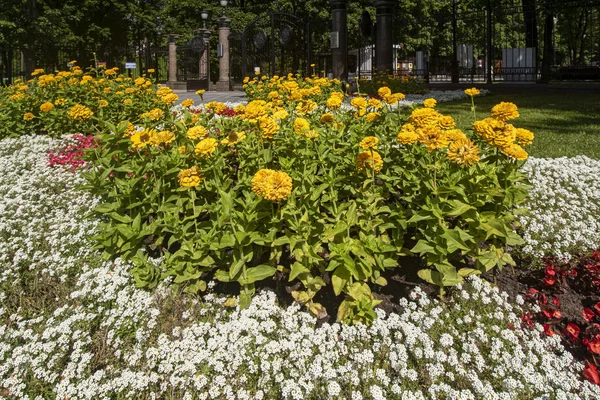 Sarı, beyaz ve kırmızı çiçekli yeşil yapraklı çiçek tarhı