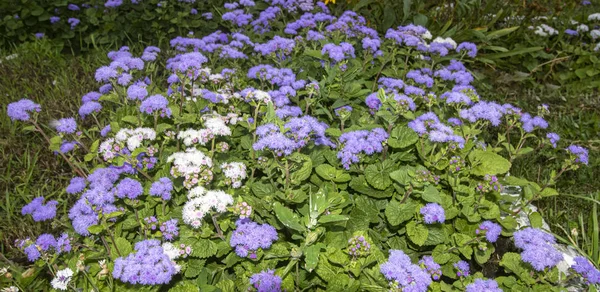 Macizo Flores Color Púrpura Blanco Con Hojas Verdes —  Fotos de Stock