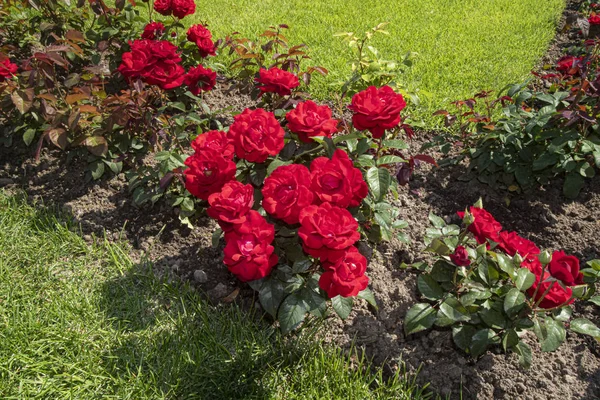 Yeşil yapraklarla çevrili kırmızı çiçekli güller.