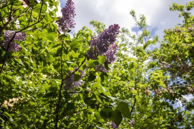 Yeşil yapraklar ve mavi gökyüzünde çiçek açan leylak.
