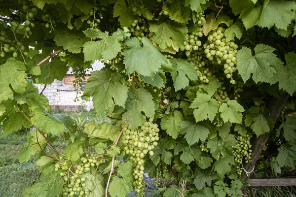 Yeşil ağaçların ve evin arka planında üzümler