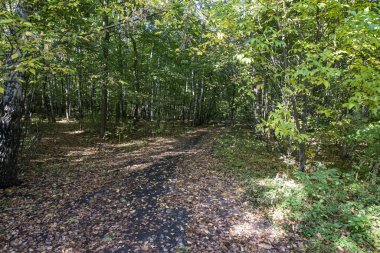 Sonbahar. Kuskovo parkına giderken ağaçların üzerinde hala yeşil yapraklar var. Moskova