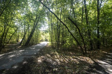 Sonbahar. Parktaki üç yolun kesiştiği yer Kuskovo. Moskova