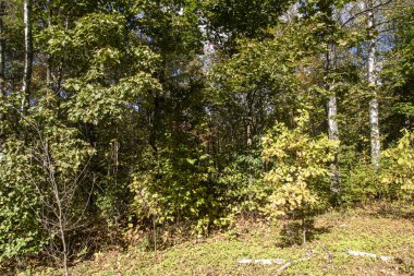 Sonbahar. Birch, sarı yapraklı bir çalı, parkta Kuskovo. Moskova