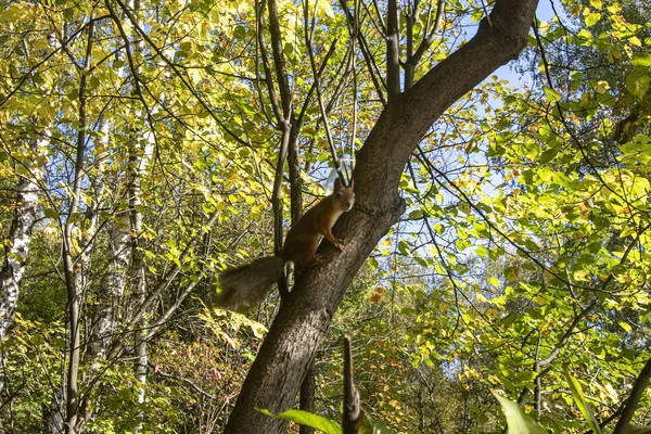 Осень Красная Белка Пушистым Хвостом Ветке Дерева Желтых Листьях Парке — стоковое фото