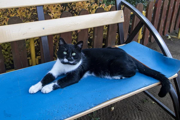 Parktaki bankta beyaz kravatlı siyah bir kedi yatıyor.