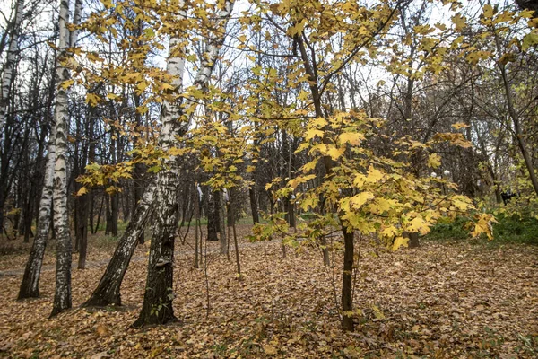 Sonbahar. Sarı yapraklar ve akçaağaçtan oluşan bir arka planda huş ağacı manzarası