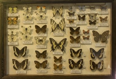  Orta ve Güney Rusya 'nın gündüz kelebekleri