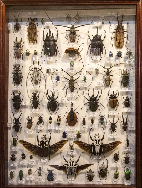 昆虫だ甲虫又は甲虫の命令 — ストック写真